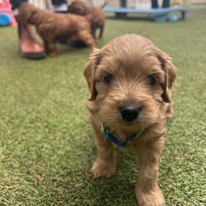 Meet your Posher, Gwen